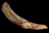 Bargain, Pterosaur (Siroccopteryx) Tooth - Morocco #123633-1
